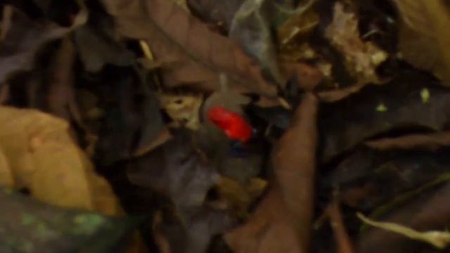Rana Flecha Roja y Azul ( Dendrobates pumilio/Oophaga pumilio ) смотреть онлайн
