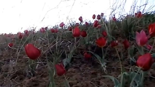 Цветущая волгоградская степь смотреть онлайн