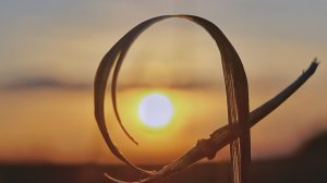 Природа Новгородской области.mp4