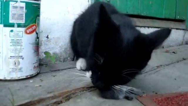 Бэйсик ест мышь) смотреть онлайн