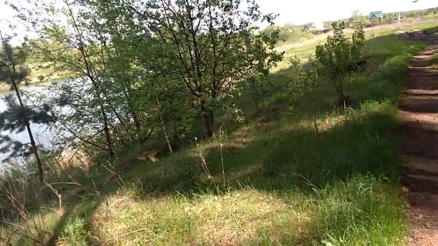 1142, 16.05.2021, Орловский район, лесной массив, деревня, Вязки, Абашевский, пруд, сосны, деревья, смотреть онлайн