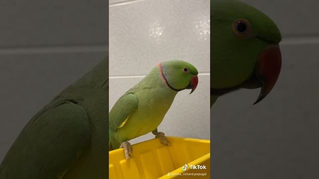 Говорящий ожереловый попугай Ричи смотреть онлайн