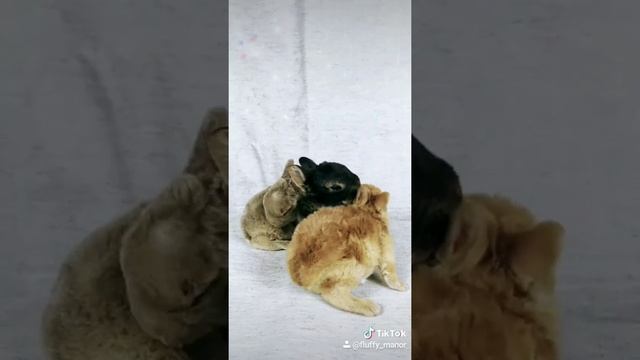 Карликовые рексы из пушистой усадьбы смотреть онлайн