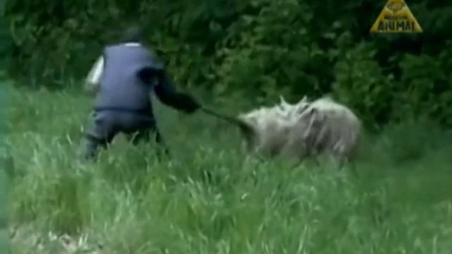 Komondor смотреть онлайн