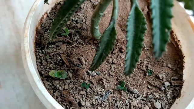 Best 12+ Permanent Indoor Plants Name With Price and Care Tips Grow By Single Leaf// смотреть онлайн