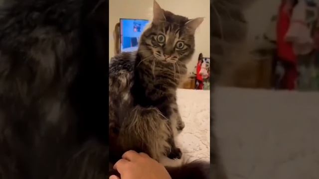 Гаги для смеха ? смотреть онлайн