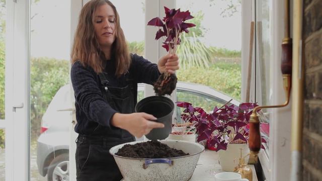 How to divide your Love plant (Oxalis triangularis) смотреть онлайн