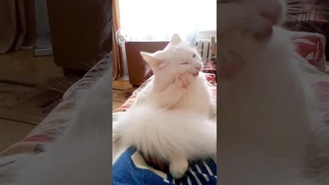 Муся делает педикюр смотреть онлайн