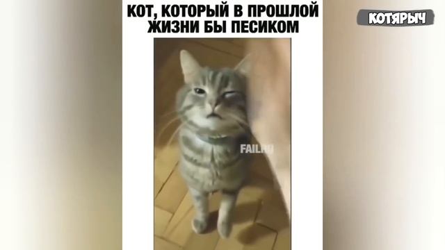 От Мурр до Кусь один шаг!? Кошки кусают!? Приколы с животными? смотреть онлайн