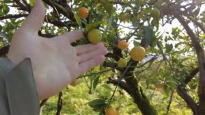 Батуми, купили землю. Стройка частных домов в Батуми