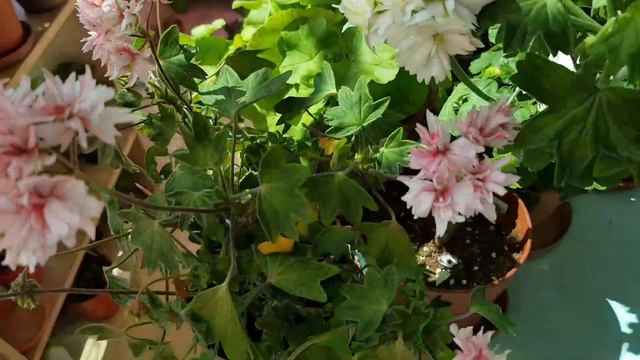 러플애 Rushmoor Platinum Anniversary /Pelargonium ,Geranium.