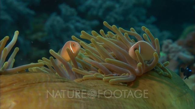 Pink Anemonefish In Host Anemone смотреть онлайн