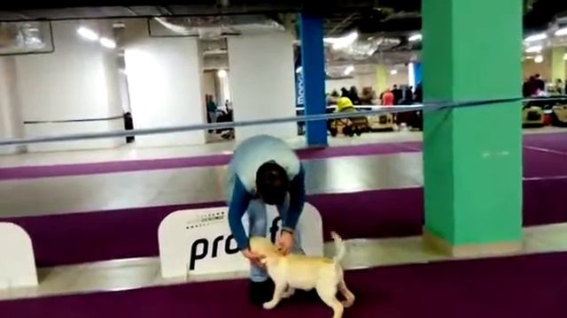 Как выглядит лабрадор смотреть онлайн