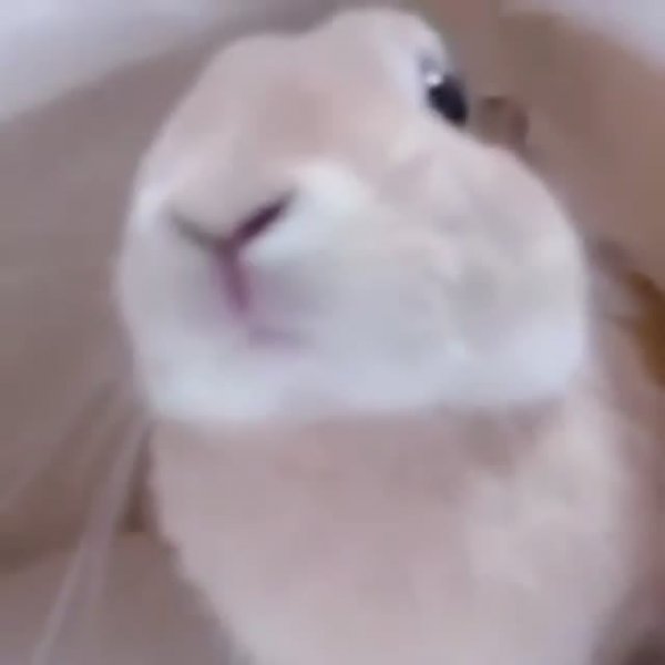 Fun edition | 40334 | Кролик