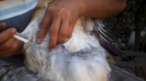 Как лечить кур от хрипа и чиха. Респираторная болезнь у молодки. Быстрое выздоровление.