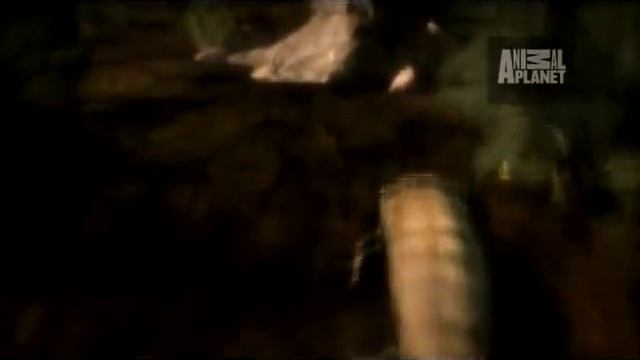 Animal Armageddon First Vertebrate.Tiktaalik