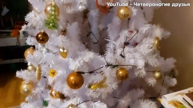 Как Сапфир и Черепашка Ася доехали до хозяев ? и видео привет от Пряника смотреть онлайн