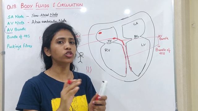 SA Node AV Node quick conducting system of Heart | Class 11 biology | NCERT| NEET | One Biology смотреть онлайн