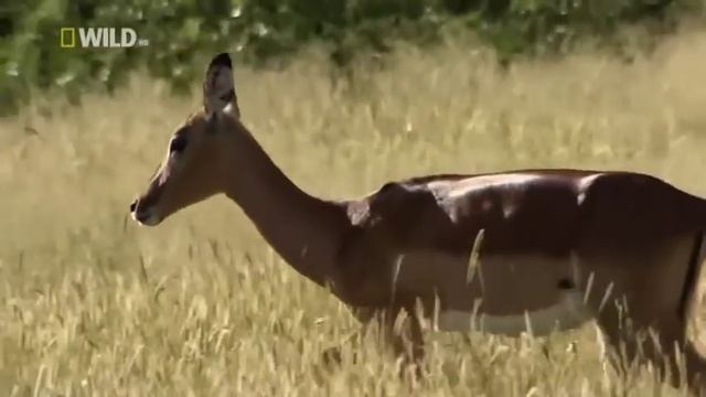 Бросок леопарда на антилопу с дерева смотреть онлайн