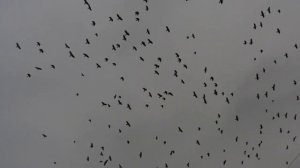 Отпугивание сорок, грачей и ворон, чаек и голбей акустическим отпугивателем птиц  КОРШУН