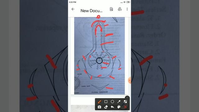 Family Ranunculaceae - floral formula, floral diagram & economic importance смотреть онлайн