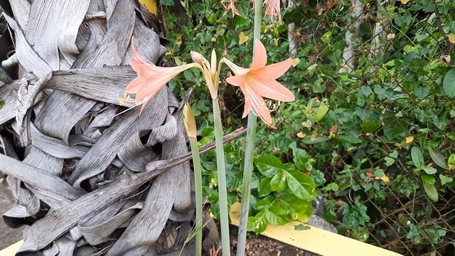 Orange Amaryllis / Orange Sovereign / Amaryllis flower at the street / Amaryllis flower no. 1 смотреть онлайн