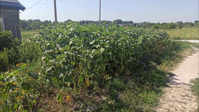 выращивание подсолнухов music смотреть онлайн