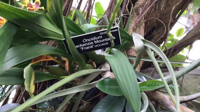 DC Botanic gardens tour 🌸🌺🌹 смотреть онлайн