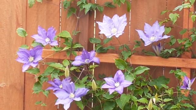 Clematis (H.F.Young)floreciendo смотреть онлайн