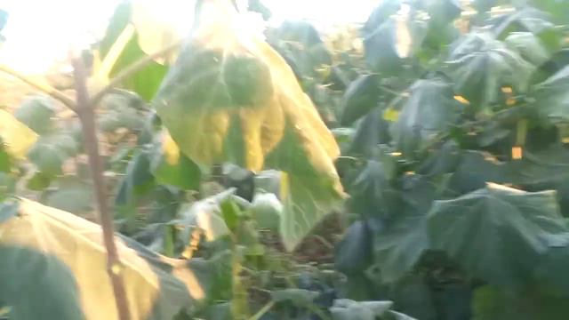 Первые морозы -4 градуса 26 октября 2021 г. смотреть онлайн