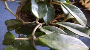 Хойя или восковой плющ уход. Польза и вред растения для человека