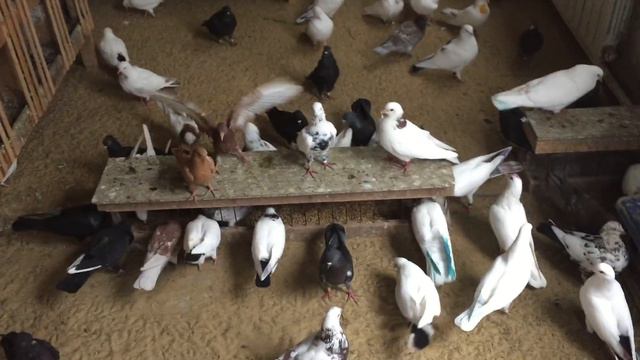 Каму и как можно приобрести из моих голубей!25.10.18г смотреть онлайн