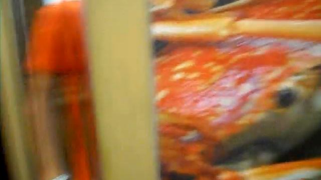 Белый русский собрался на ночную прогулку по Паттайе смотреть онлайн