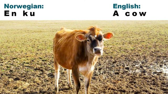 10 Animals in Norwegian - Learn Norwegian Vocabulary смотреть онлайн