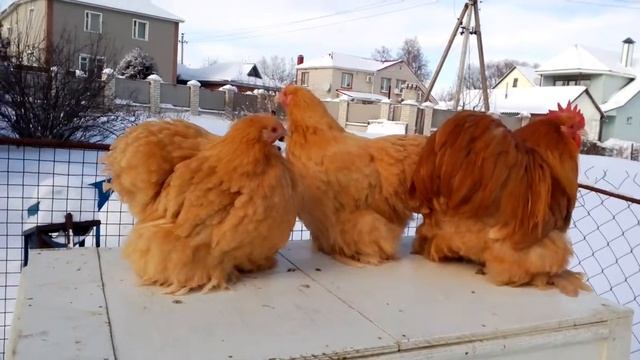 Кохинхин палевый (карлик)2 смотреть онлайн
