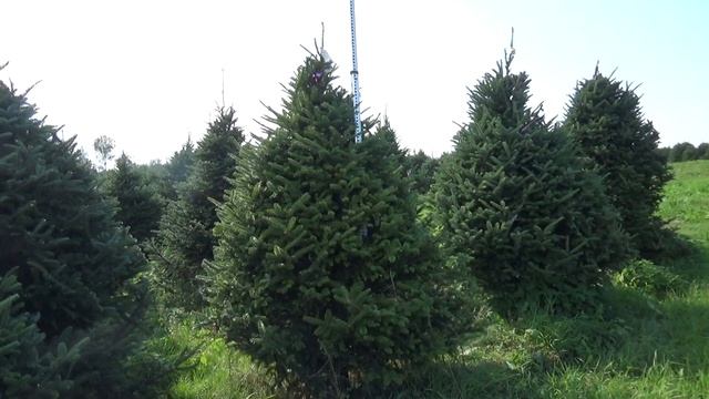 Пихта Фразера (срезанная новогодняя пихта)  22165