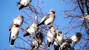 Звук пения птиц. Свиристель в летнем лесу