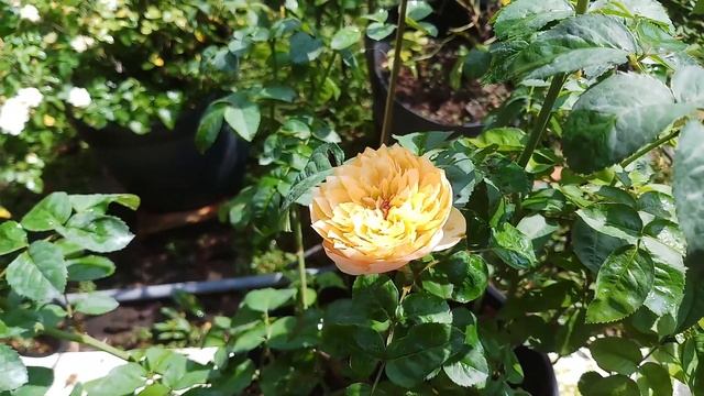 Hoa Hồng Ngoại Golden Vuvuzela Rose