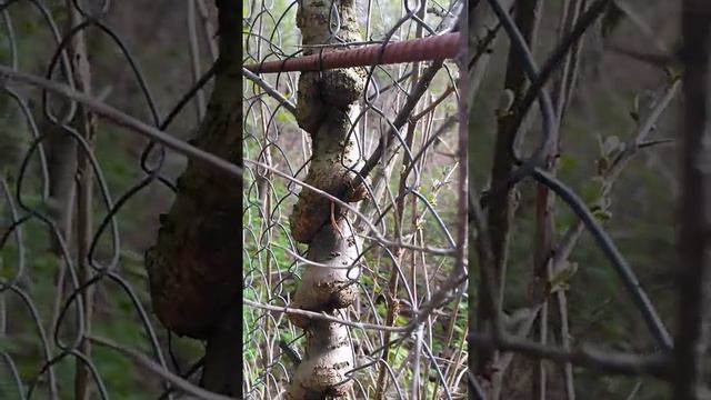 Бансай заборный. смотреть онлайн