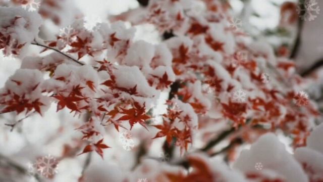 Песня на ст Н Рубцова В минуты музыки печальной Муз П Антипина, поет Г Погорельская смотреть онлайн