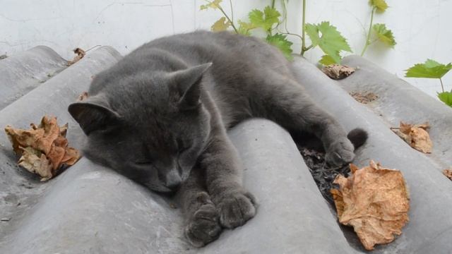 Котик спит на крыше будки смотреть онлайн