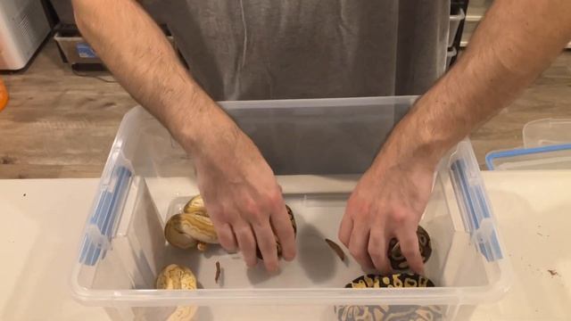 Clown Clutch Update! Bangers! #ballpython #snake #animal смотреть онлайн