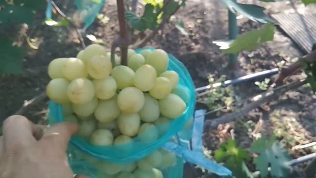 Виноград - Сенатор Бурдака. смотреть онлайн