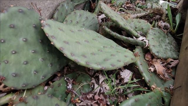 Can You Grow Cactus in Cold Weather Conditions / Prickly Pear Cactus Opuntia Family / Succulents смотреть онлайн