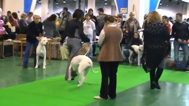 CACIB 12-13.12.09 ринг Аргентинских догов смотреть онлайн