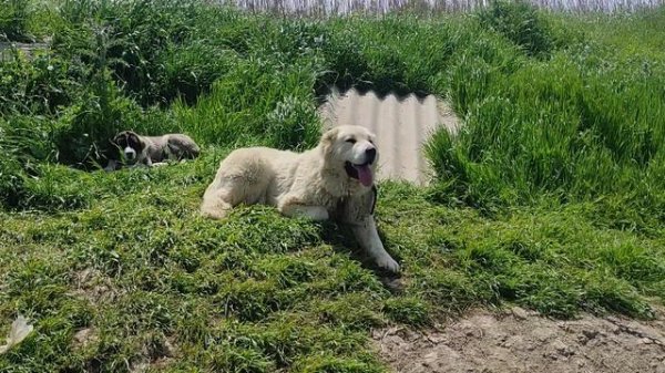 Волкодавы от Питомника Волкодавв 05.