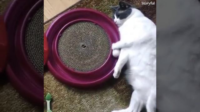 Кошки и кошки куда без них? смотреть онлайн