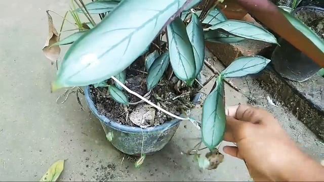 CTENANTHE GREY STAR//PRAYER PLANT//ctenanthe plant care//ctenanthe setosa care//Bodo garden // смотреть онлайн