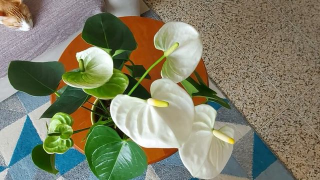 Antúrio branco | Dicas e cuidados смотреть онлайн