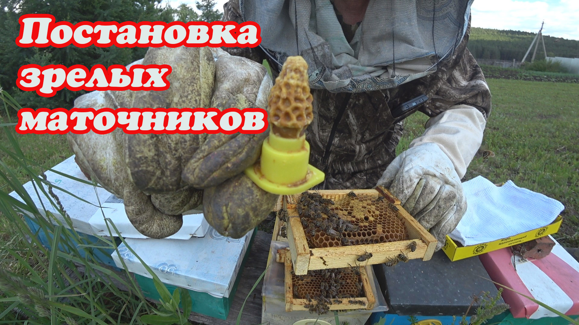 ПОСТАНОВКА МАТОЧНИКОВ В НУКЛЕУСЫ ПОСЛЕ ОТБОРА МАТОК. смотреть онлайн